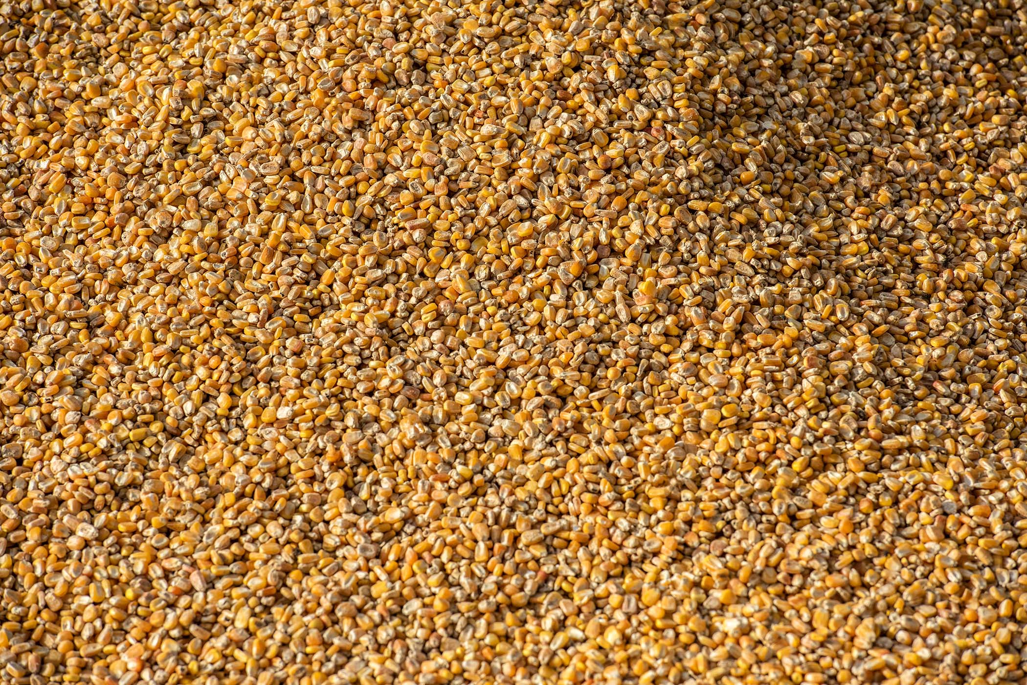 Exportação de milho a granel sobe 161% pelo Porto de Paranaguá Foto: Claudio Neves/Portos do Paraná