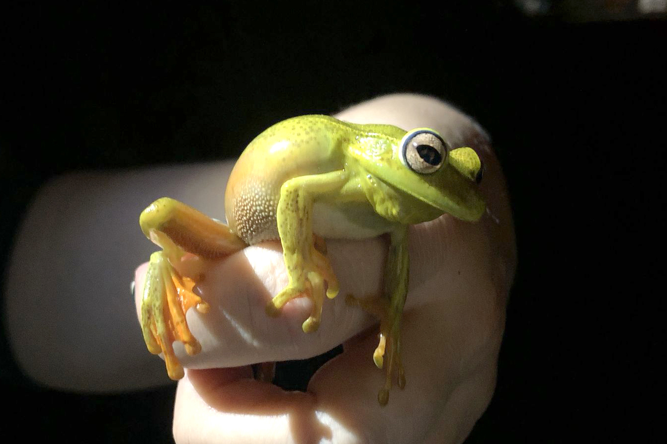 Perereca-araponga ( Boana-Albormarginata)