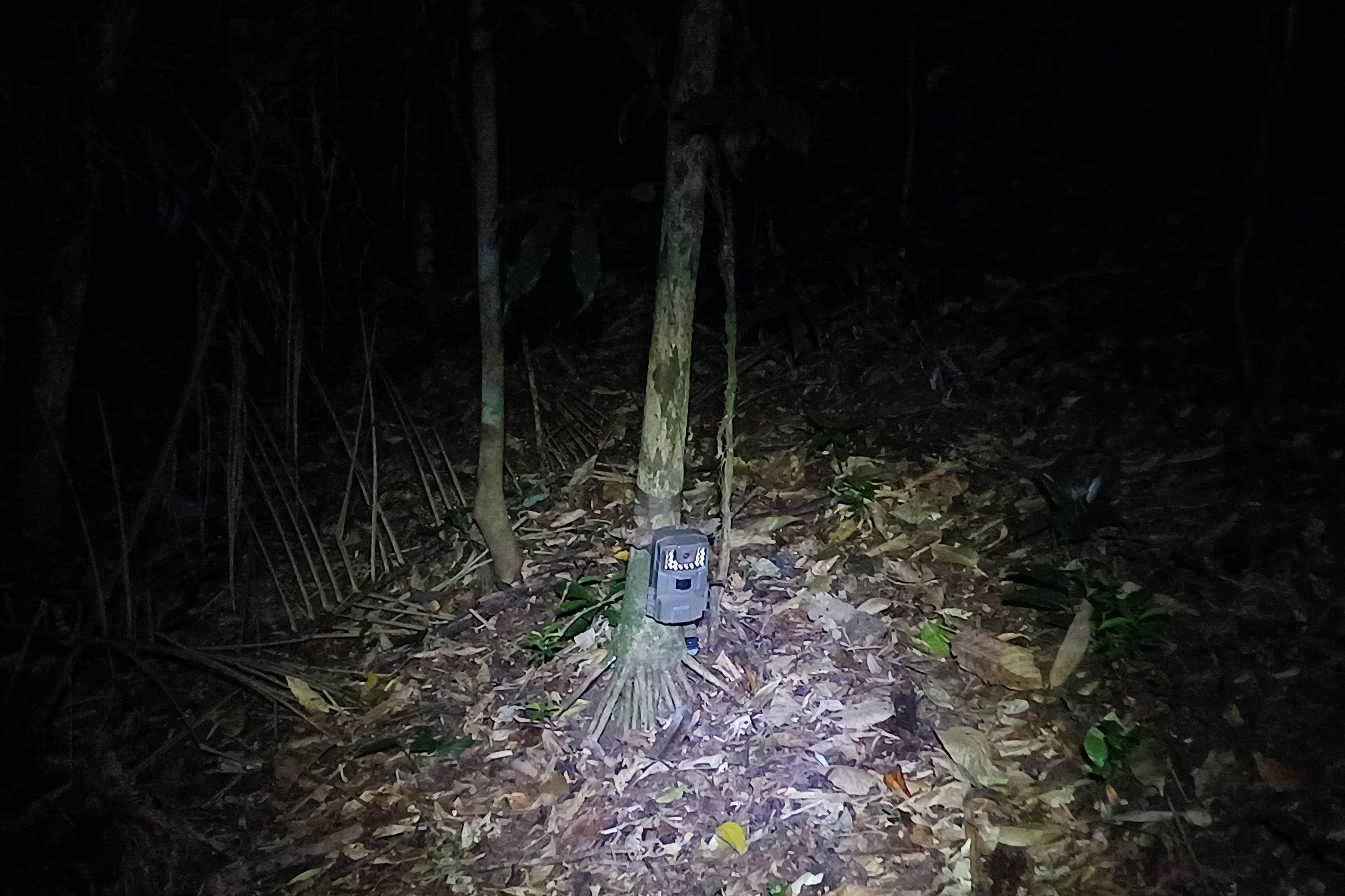 Câmera trap para monitoramento de mamíferos de médio e grande porte