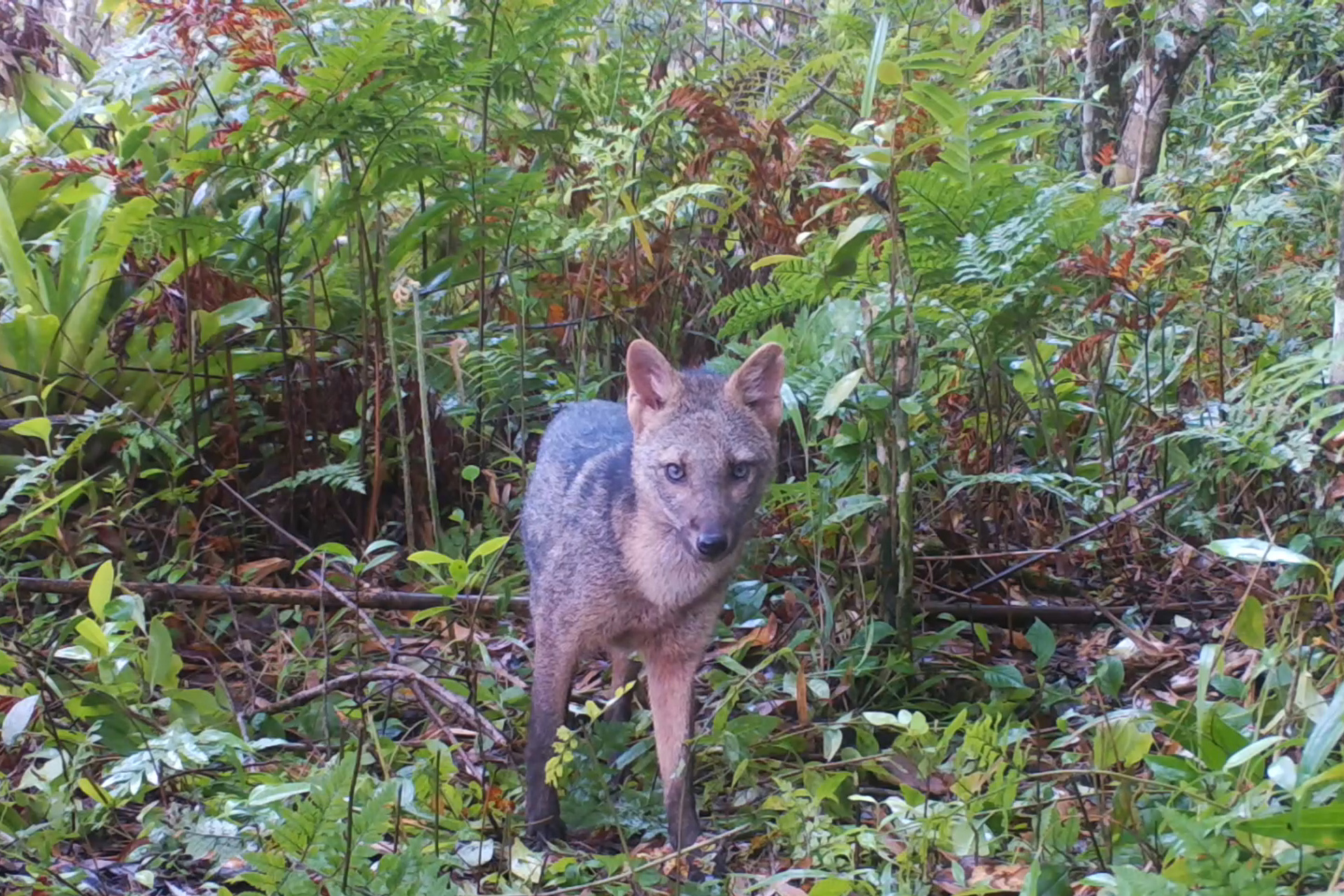 Cachorro-do-mato - ( Cerdocyon thous )