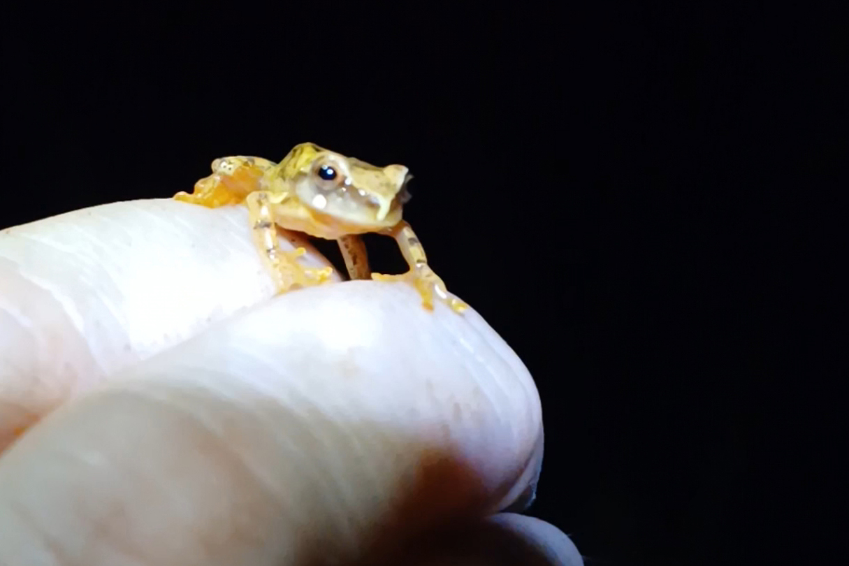 Perereca-grilo - (Dendropsophus Werneri)