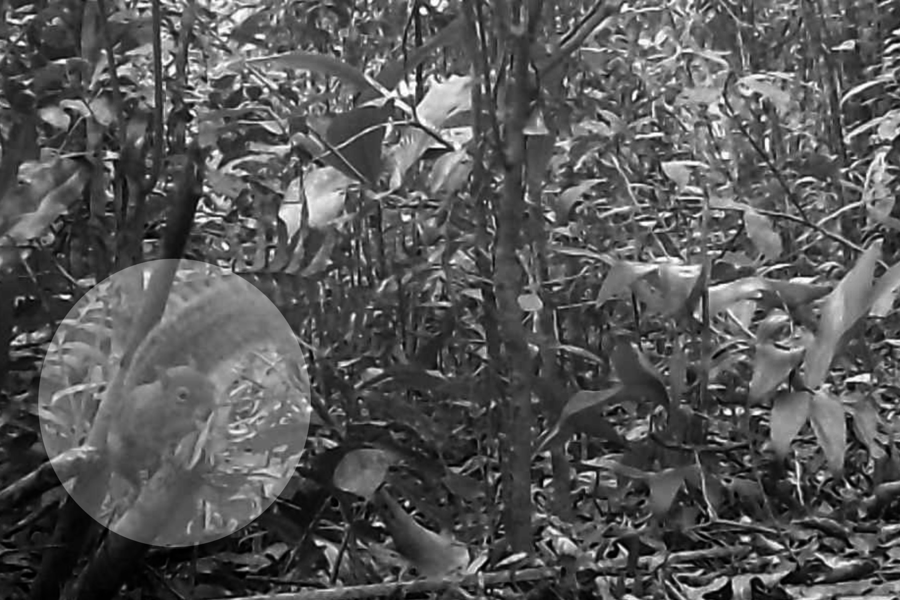 Caxinguelê - (Guerlinguetus cf brasiliensis