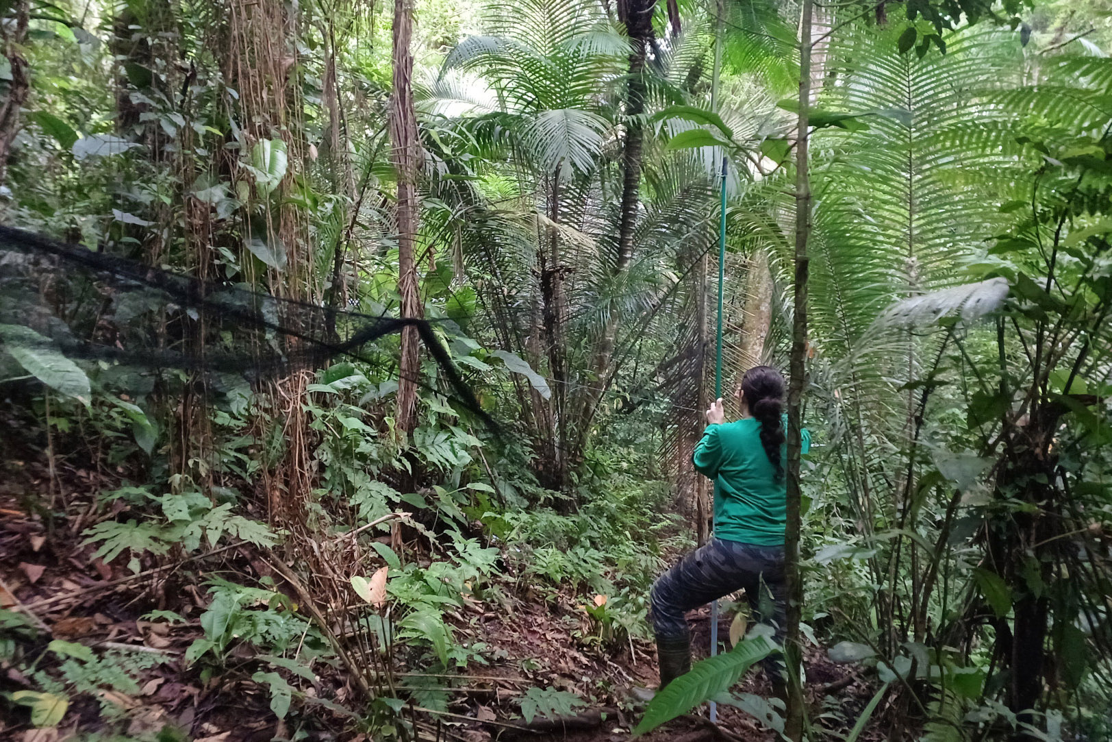 Pesquisadora instalando rede de neblina para captura de aves