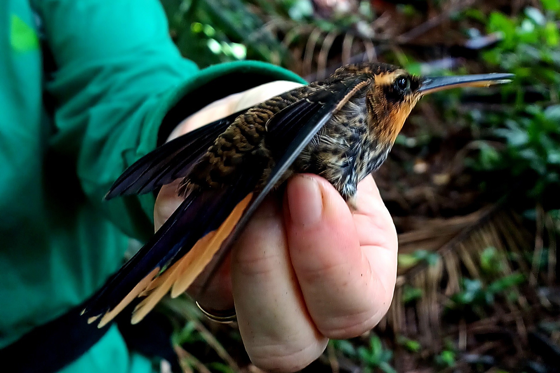 Beija-flor-rajado - ( Ranphodon naevius )