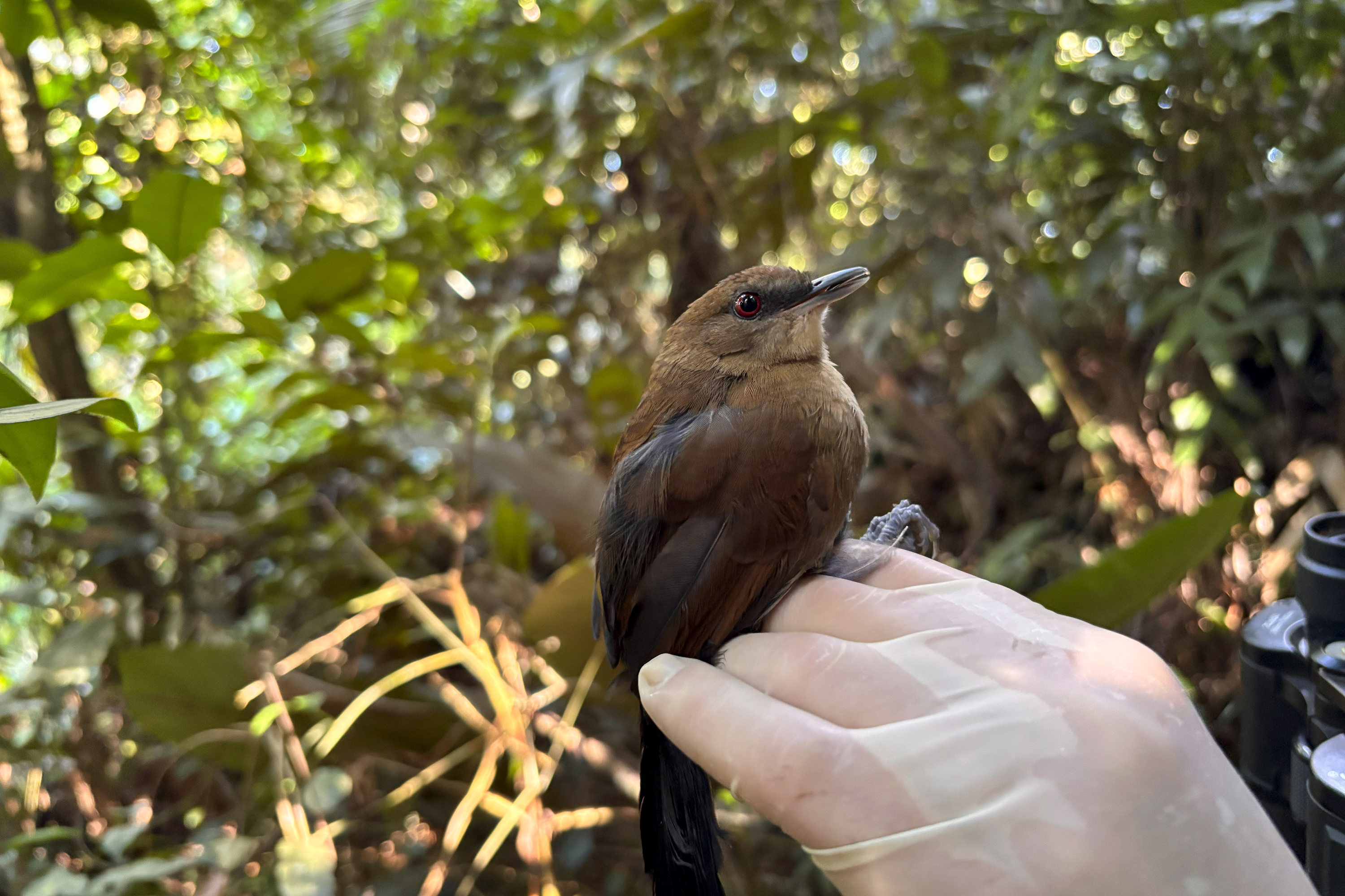 Fêmea de papa-taoca Pyriglena leucoptera