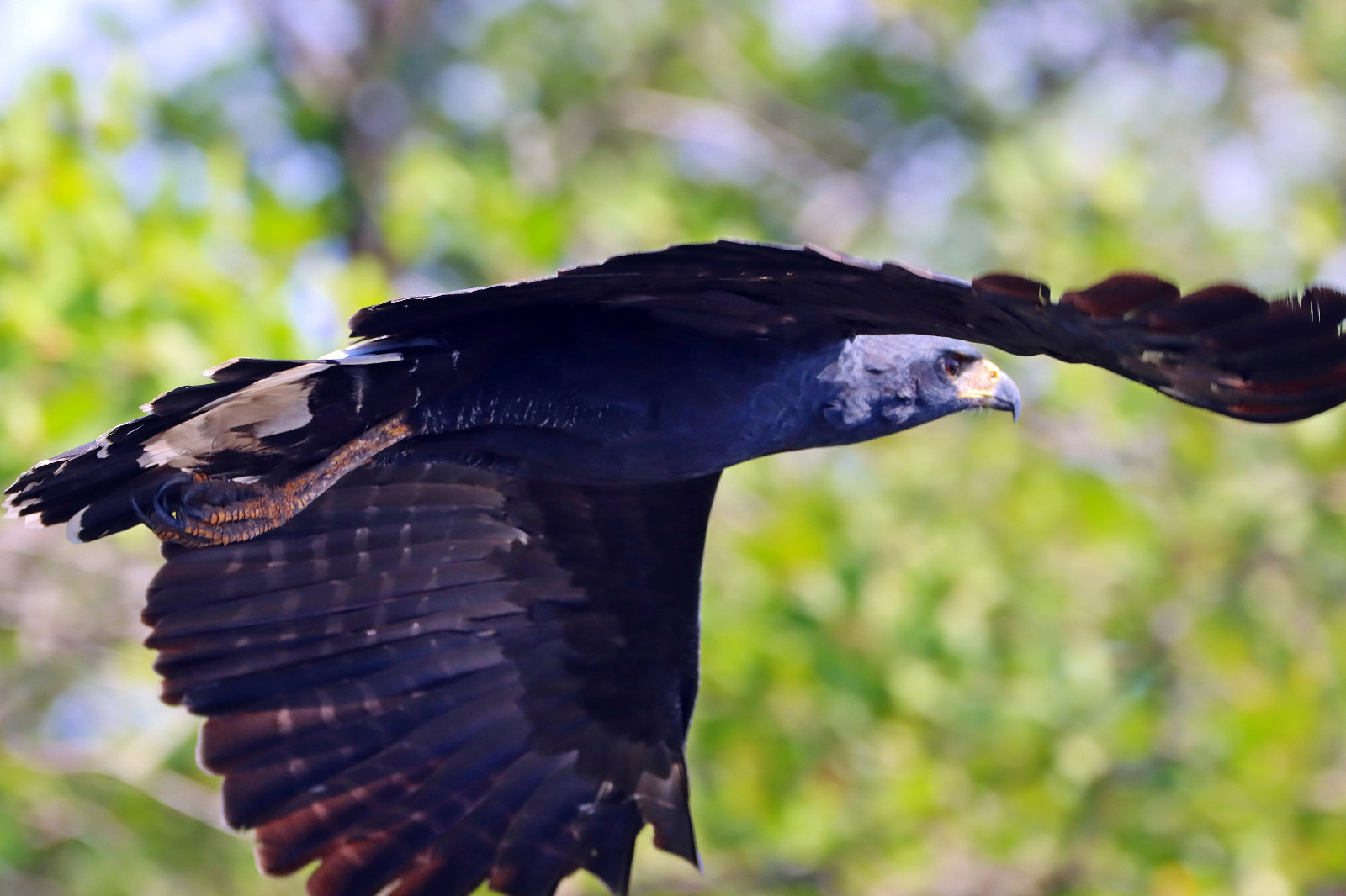 gavião-pega-macaco - Spizaetus tyrannus