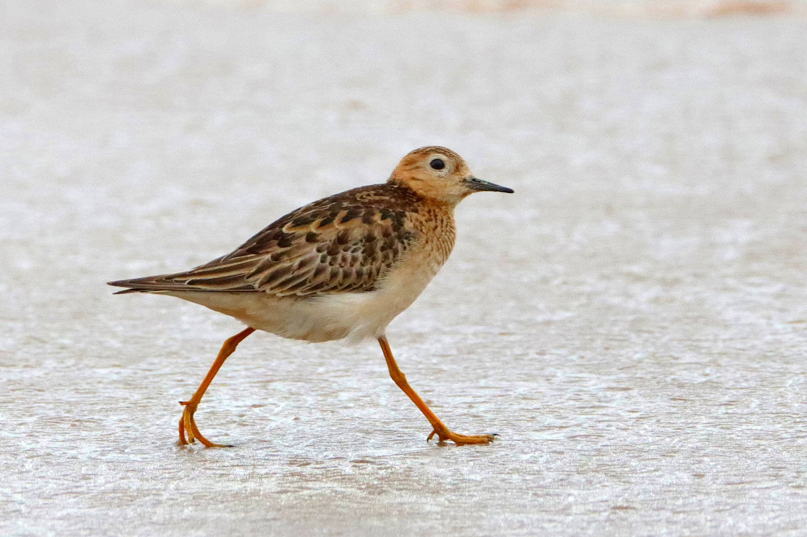 maçarico-acanelado - Calidris subruficollis