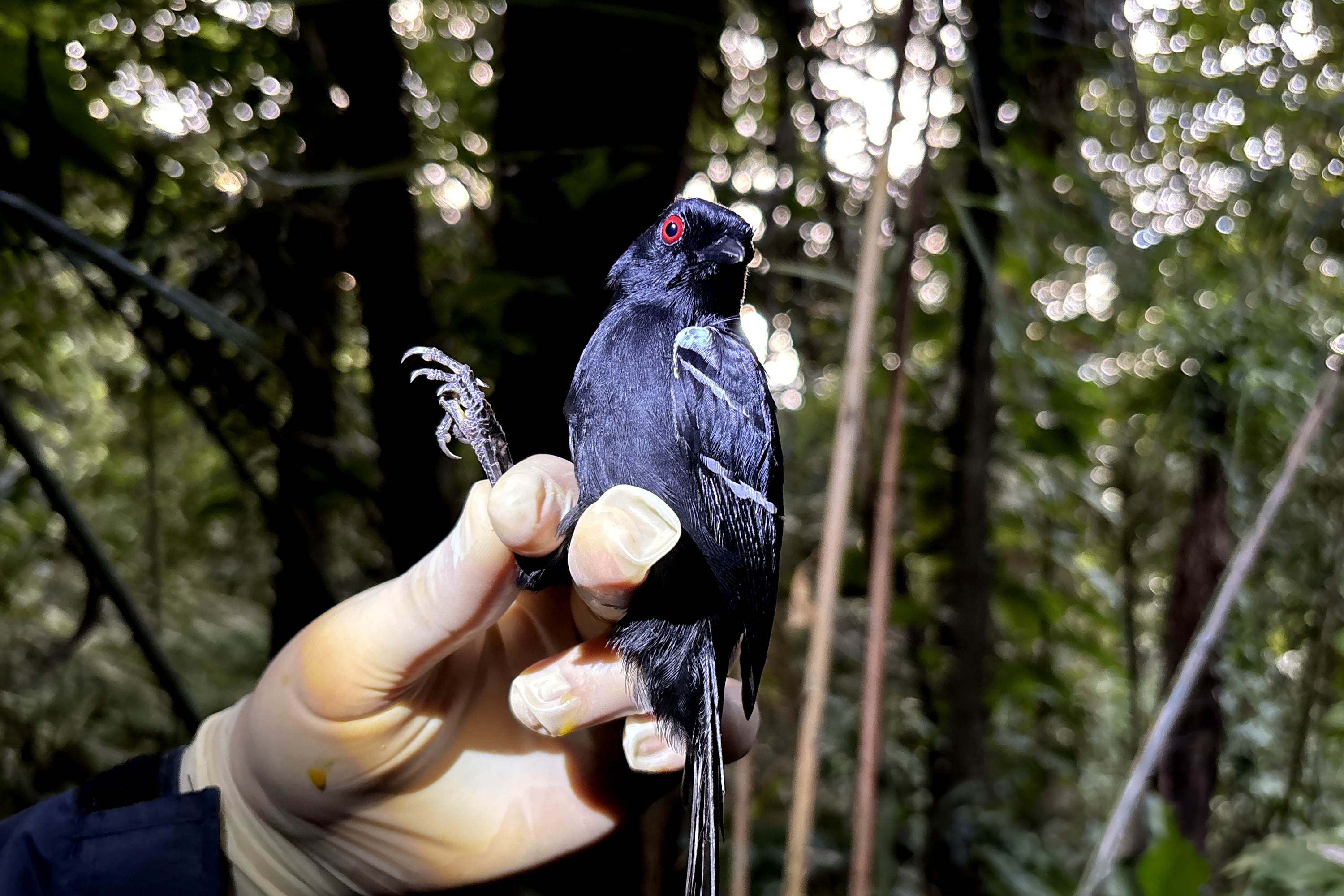 Macho de papa-taoca Pyriglena leucoptera