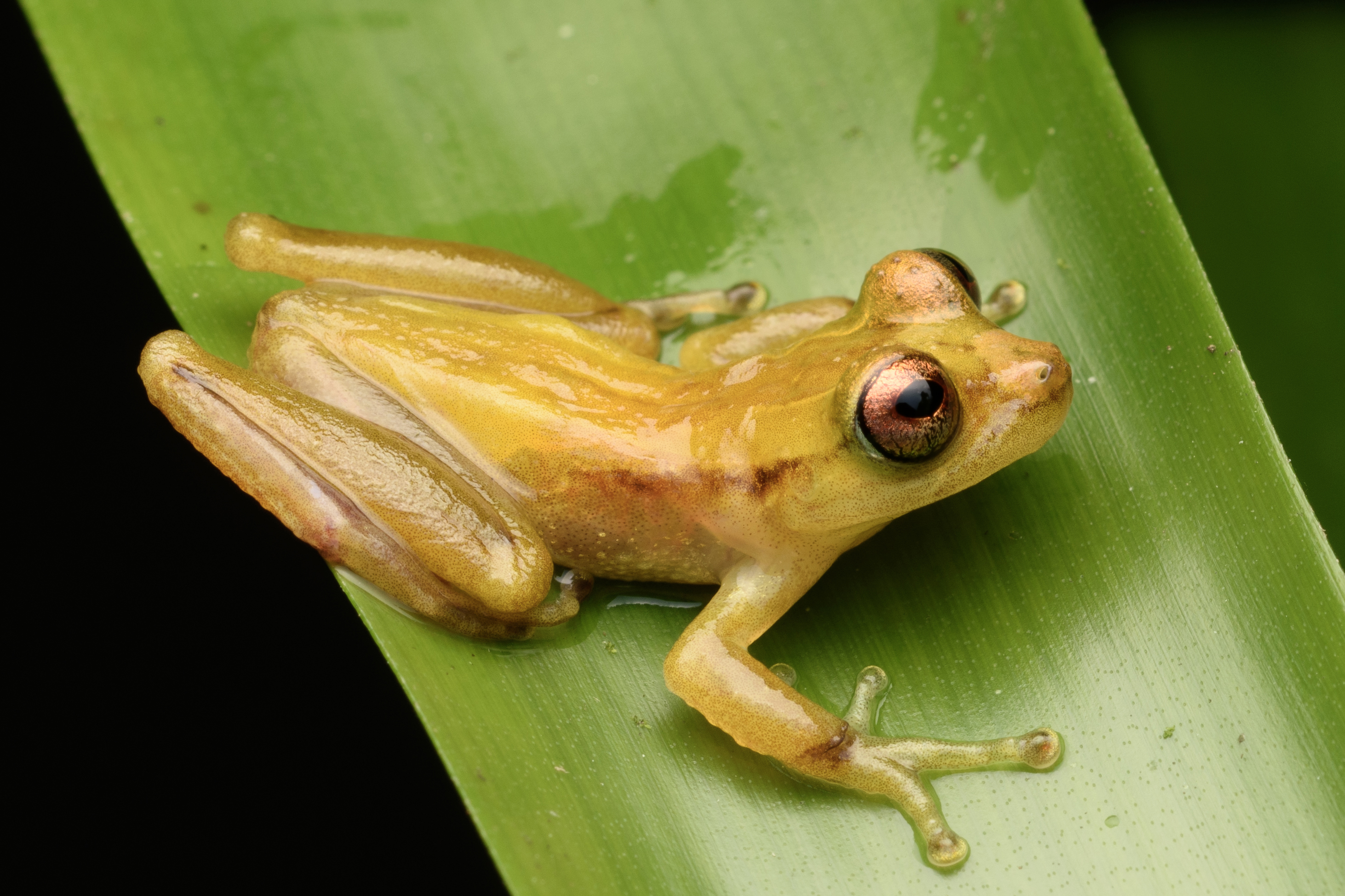 perereca-marsupial (Fritziana mitus)
