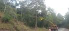 PR-170 Pinhão poda de árvores