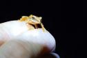 Perereca-grilo - (Dendropsophus Werneri)