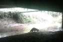 Lontra Longicaudis