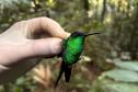Beija-flor-defronte-violeta Thalurania glaucopis
