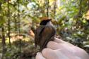Cuspidor-demáscara-preta Conopophaga melanops