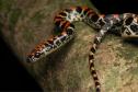 falsa-coral (Siphlophis pulcher)