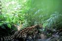 gato-maracajá (Leopardus wiedii)