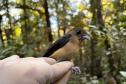 Tiê-de-topete Trichothraupis melanops