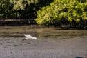 Monitoramento no Porto de Paranaguá registra quase 25 mil aves e reforça conservação no Litoral