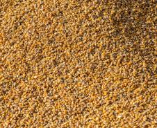 Exportação de milho a granel sobe 161% pelo Porto de Paranaguá Foto: Claudio Neves/Portos do Paraná