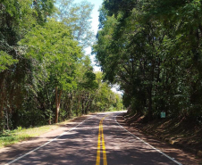 DER/PR analisa propostas para poda de árvores em rodovias do Oeste e Sudoeste -  Foto: DER-PARANÁ