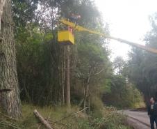 PR-170 Pinhão poda de árvores