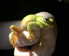 Perereca-araponga ( Boana-Albormarginata)