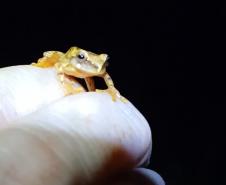 Perereca-grilo - (Dendropsophus Werneri)