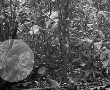 Caxinguelê - (Guerlinguetus cf brasiliensis
