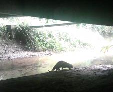 Lontra Longicaudis