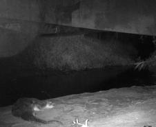 Lontra longicaudis