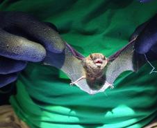 Myotis sp morcego