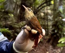 Arapaçu rajado Xiphorhynchus fuscus