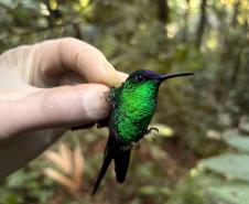 Beija-flor-defronte-violeta Thalurania glaucopis