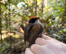 Cuspidor-demáscara-preta Conopophaga melanops