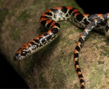 falsa-coral (Siphlophis pulcher)