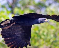 gavião-pega-macaco - Spizaetus tyrannus