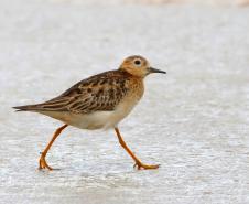 maçarico-acanelado - Calidris subruficollis