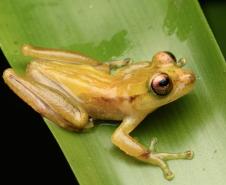 perereca-marsupial (Fritziana mitus)
