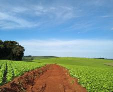 DER/PR começa serviços iniciais do novo contorno de Pato Branco, na região Sudoeste