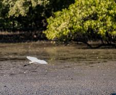 Monitoramento no Porto de Paranaguá registra quase 25 mil aves e reforça conservação no Litoral