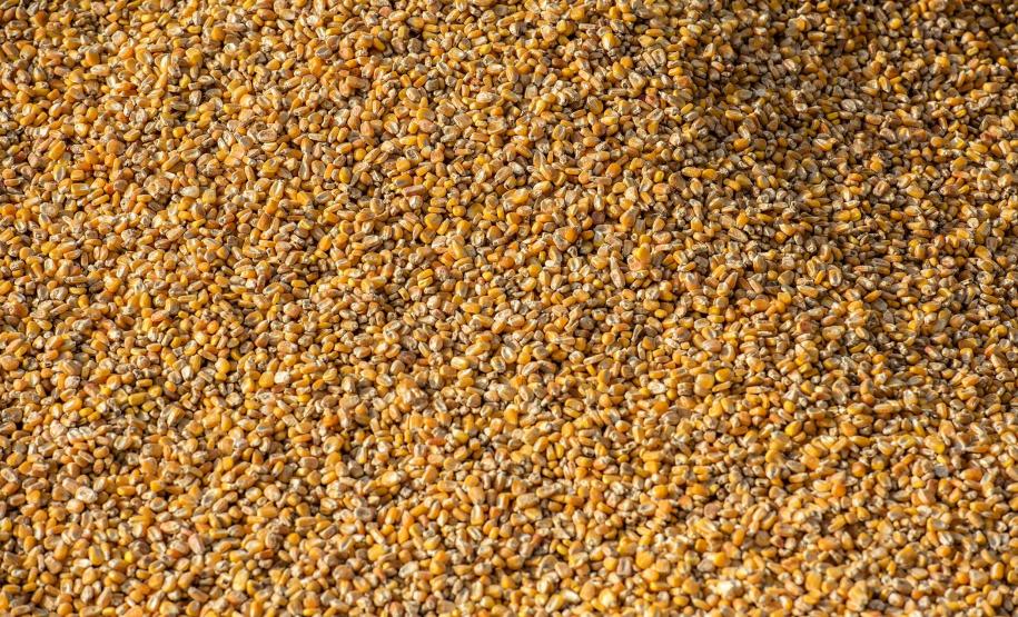 Exportação de milho a granel sobe 161% pelo Porto de Paranaguá Foto: Claudio Neves/Portos do Paraná