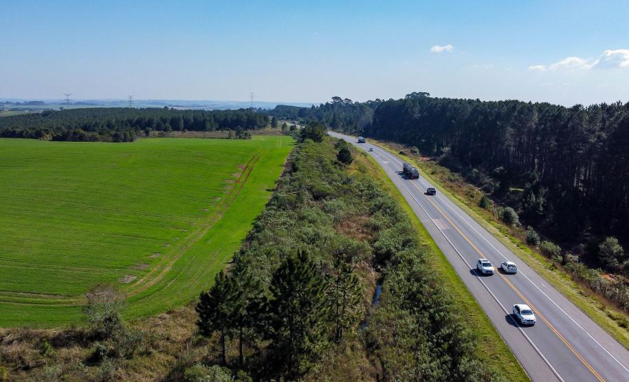 Lote 1 da nova concessão vai a leilão nesta sexta; entenda como será a disputa. Palmeira. Foto: Roberto Dziura Jr/AEN