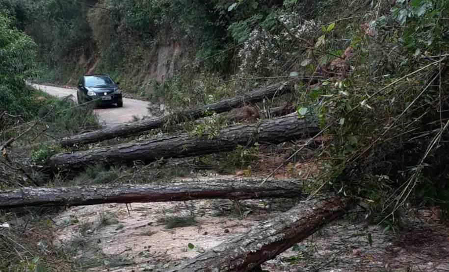 PR-092 - Queda de árvores. Foto: DER