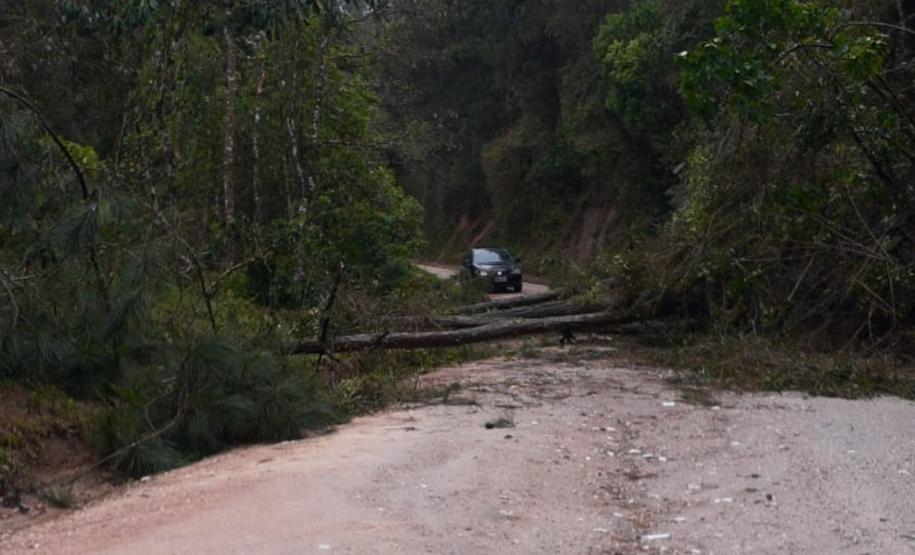 PR-092 - Queda de árvores. Foto: DER