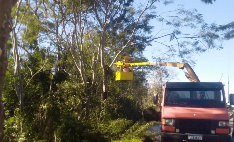 PR-170 Pinhão poda de árvores