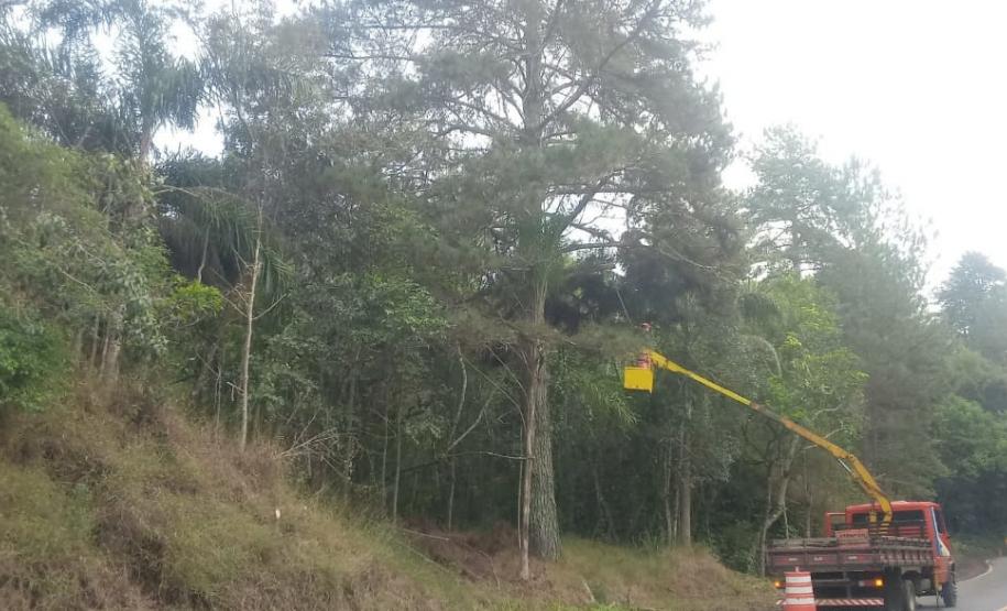 PR-170 Pinhão poda de árvores