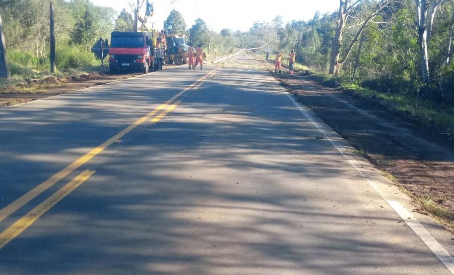 PR-170 Pinhão poda de árvores