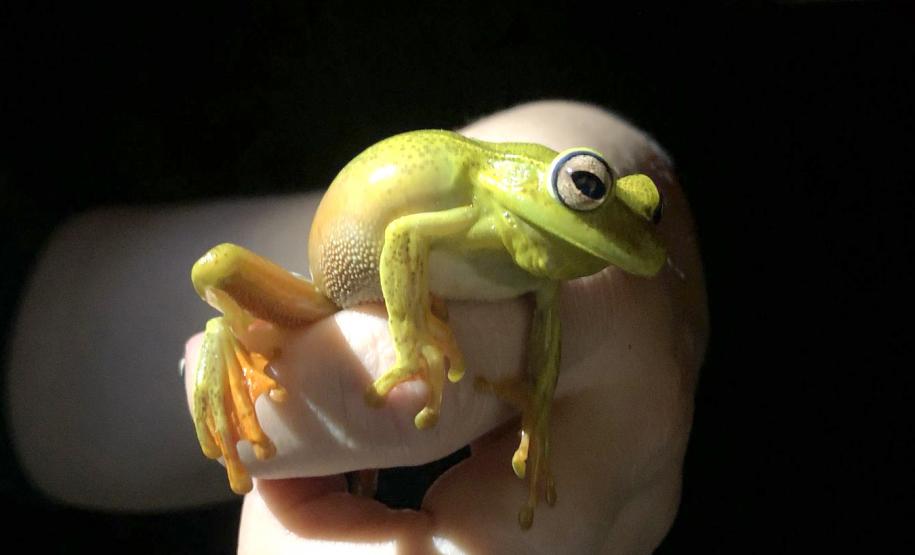 Perereca-araponga ( Boana-Albormarginata)