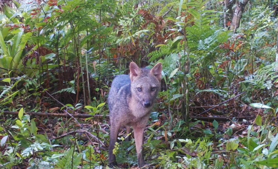 Cachorro-do-mato - ( Cerdocyon thous )