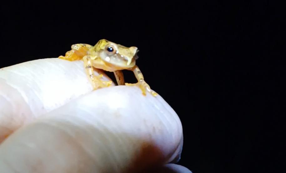 Perereca-grilo - (Dendropsophus Werneri)